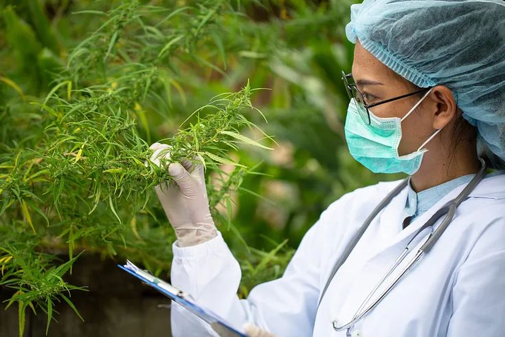 Cannabis Medicinal no Brasil: avanços reais e novas chances de cuidar da saúde mental — Dra. Carolina Petrus